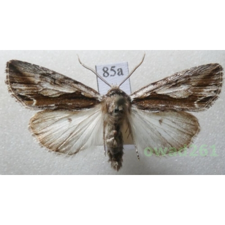 Calliergis ramosa (Esper, 1786) Czech85a